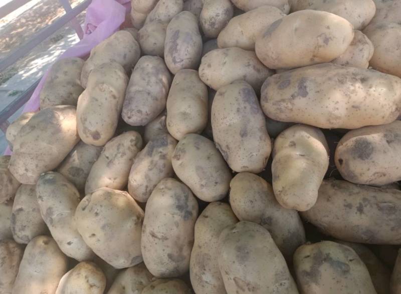 甘肃土豆精品226土豆黄皮黄心个头均衡量大从优