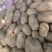 甘肃土豆精品226土豆黄皮黄心个头均衡量大从优
