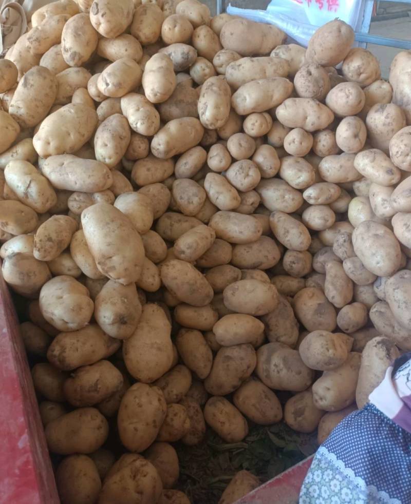甘肃土豆精品226土豆黄皮黄心个头均衡量大从优