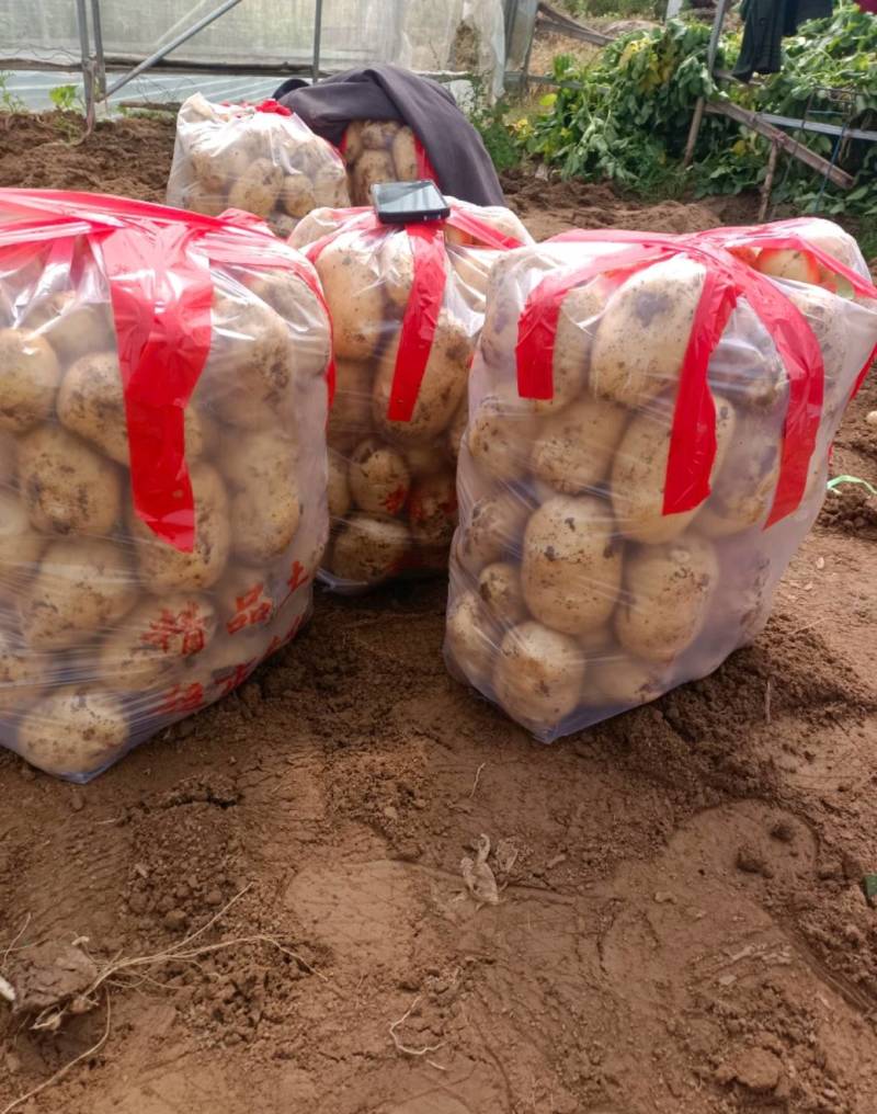甘肃土豆精品226土豆黄皮黄心个头均衡量大从优