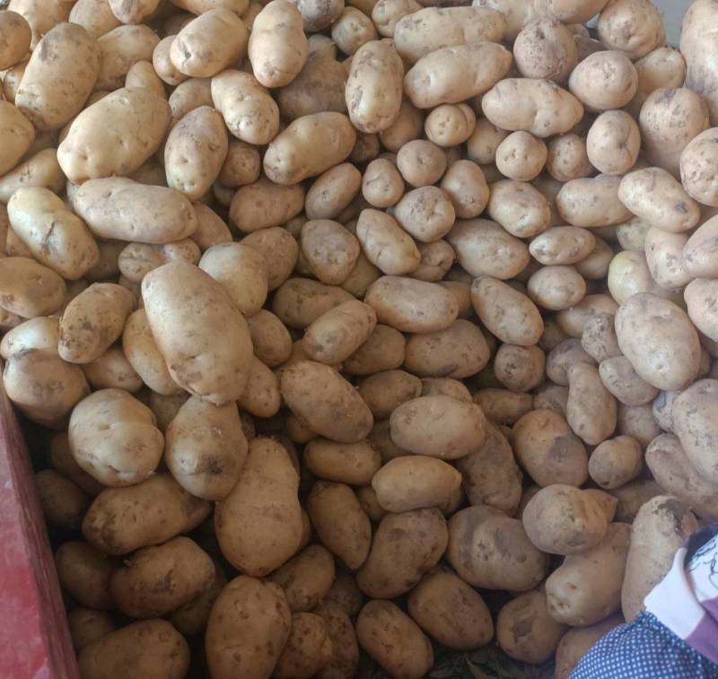 甘肃土豆精品226土豆黄皮黄心个头均衡量大从优