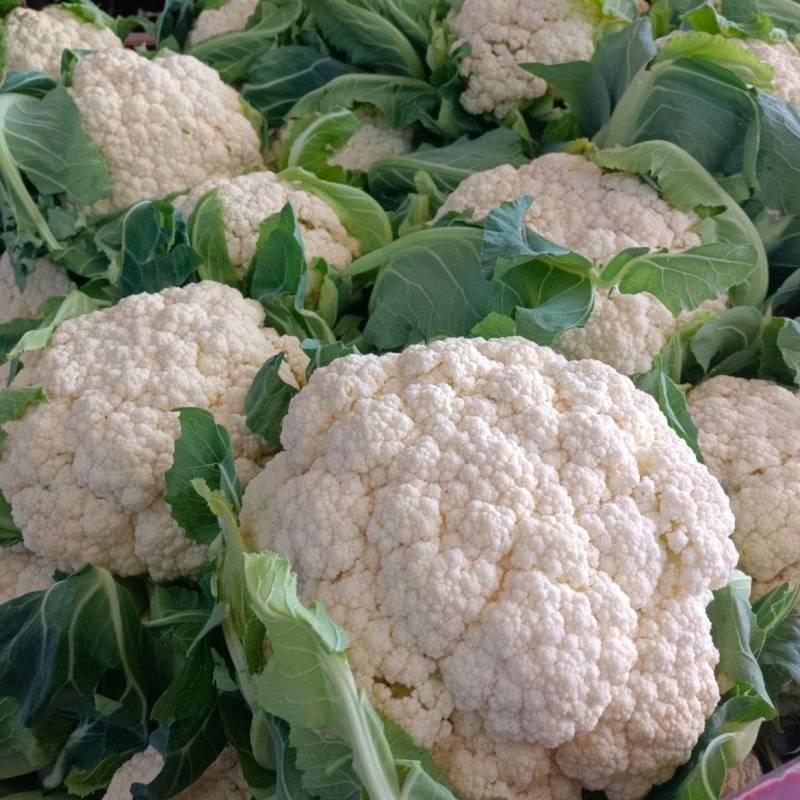 甘肃花菜精品有机松花菜大量上市产地直发货源充足