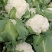 甘肃花菜精品有机松花菜大量上市产地直发货源充足