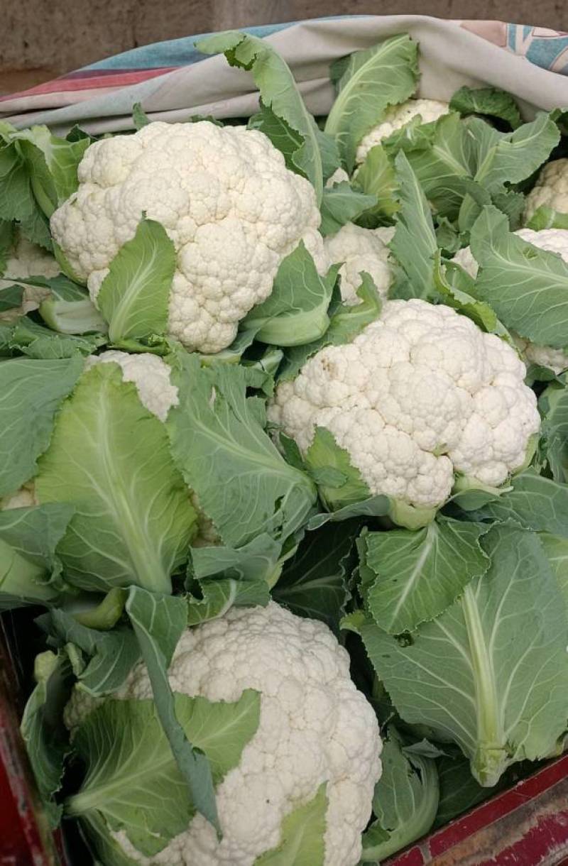 甘肃花菜精品有机松花菜大量上市产地直发货源充足