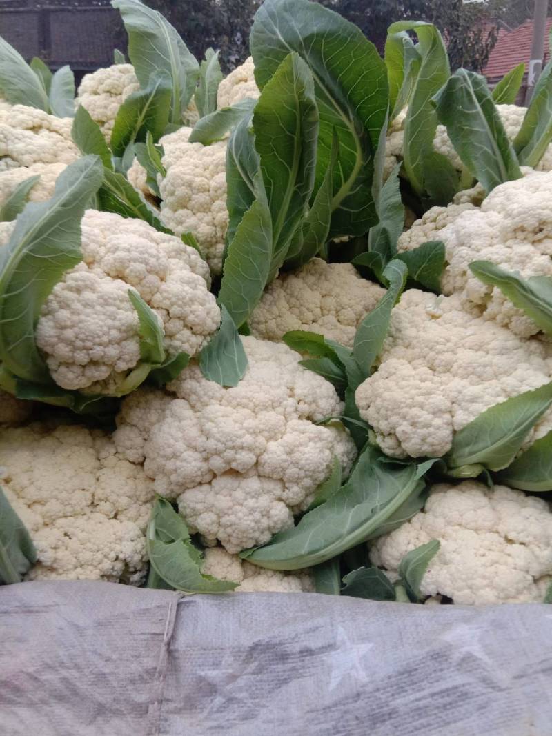 甘肃花菜精品有机松花菜大量上市产地直发货源充足