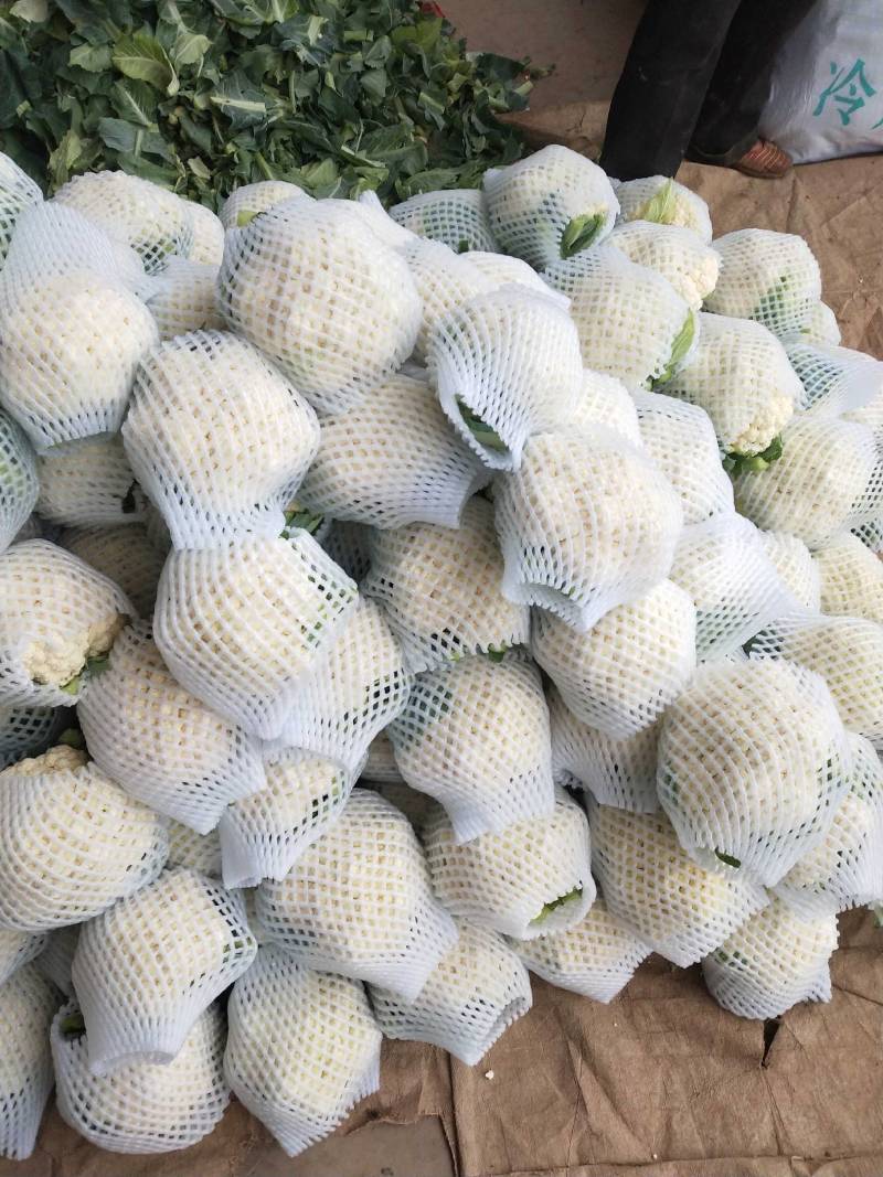 甘肃花菜精品有机松花菜大量上市产地直发货源充足