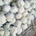 甘肃花菜精品有机松花菜大量上市产地直发货源充足