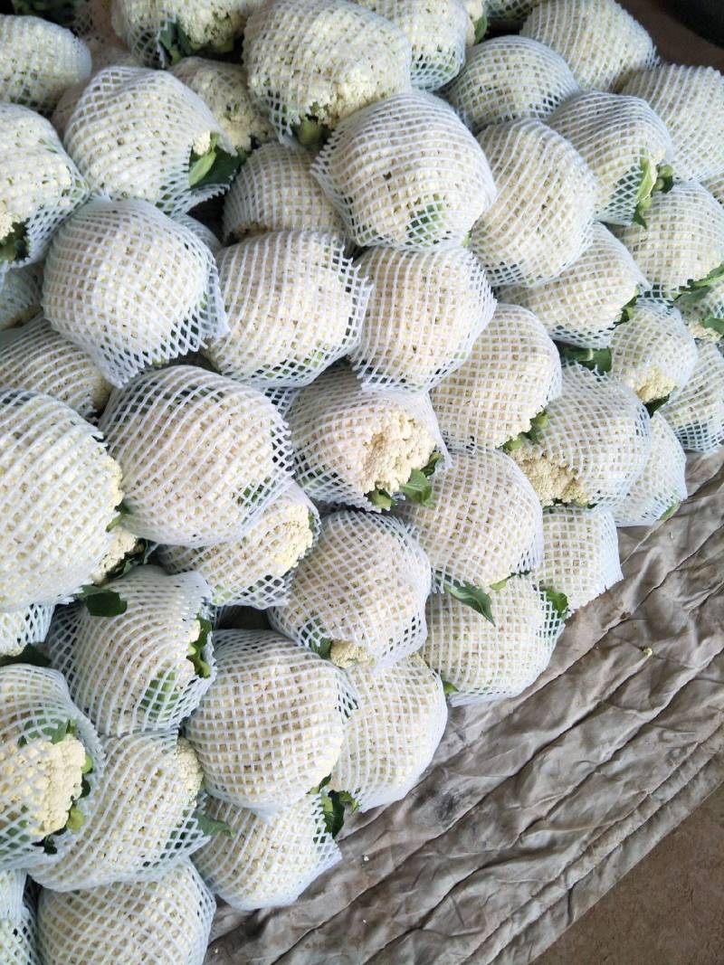 甘肃花菜精品有机松花菜大量上市产地直发货源充足