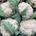 甘肃花菜精品有机松花菜大量上市产地直发货源充足