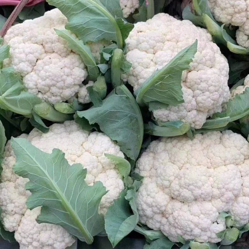 甘肃花菜精品有机松花菜大量上市产地直发货源充足