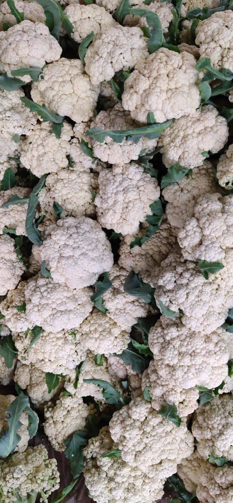 甘肃花菜精品有机松花菜大量上市产地直发货源充足