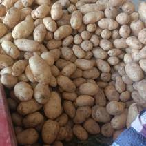 土豆甘肃精品希森土豆产地直供质量保证个头均匀