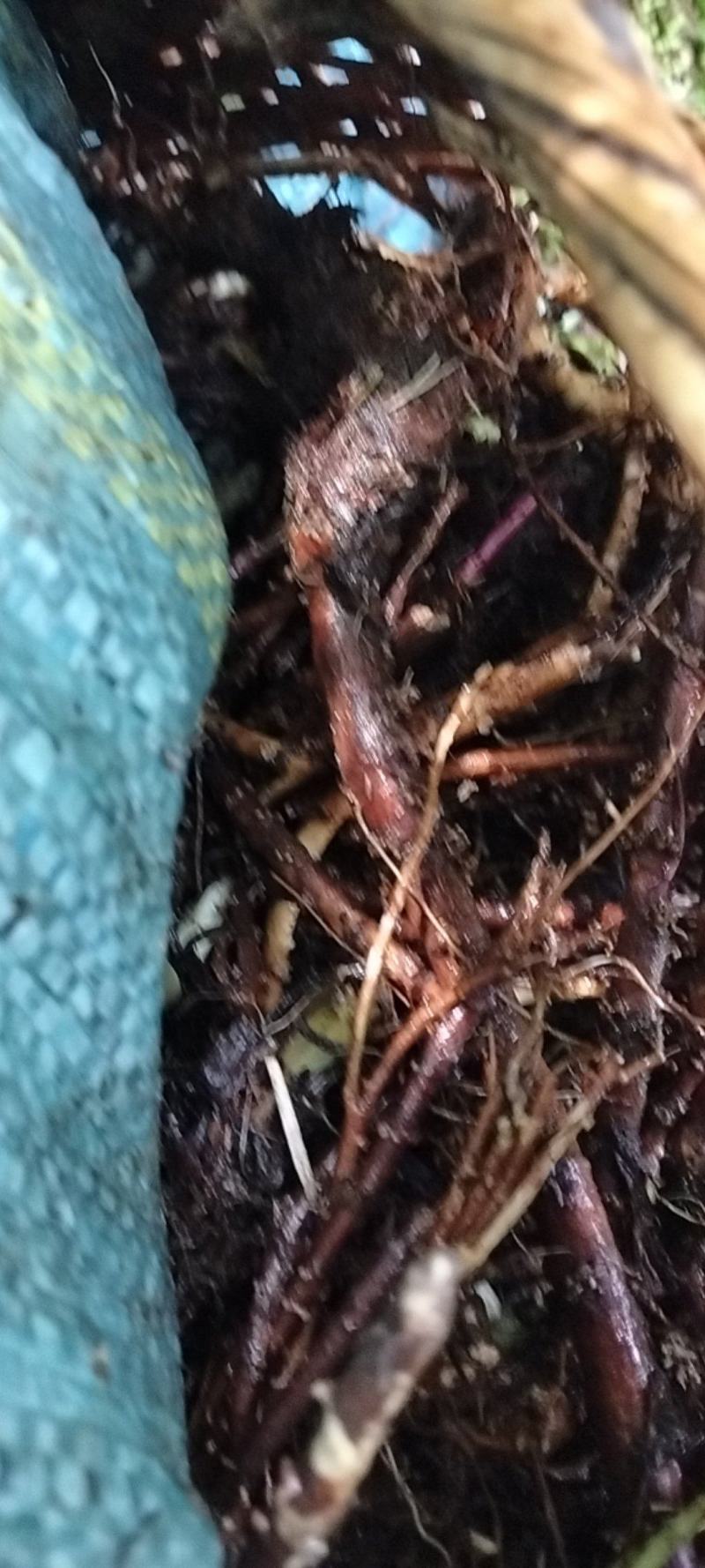 【热销中】云南防风产地直发货源充足欢迎咨询
