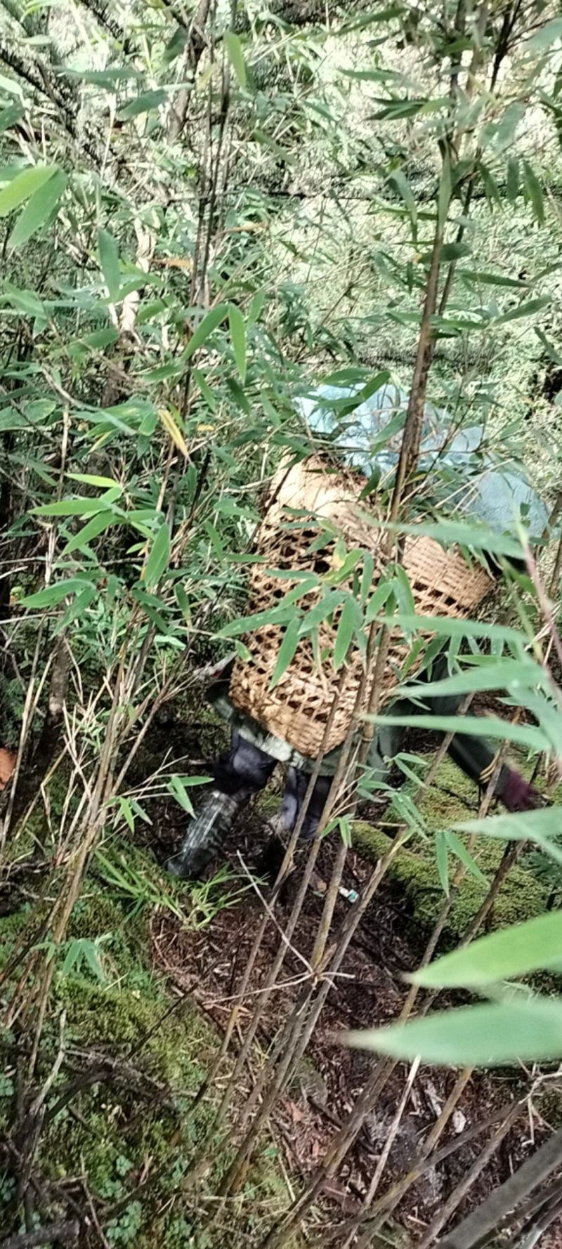【热销中】云南防风产地直发货源充足欢迎咨询