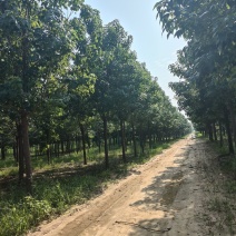 河北楸树，梓树基地！基地批发，15公分楸树，18公分楸树