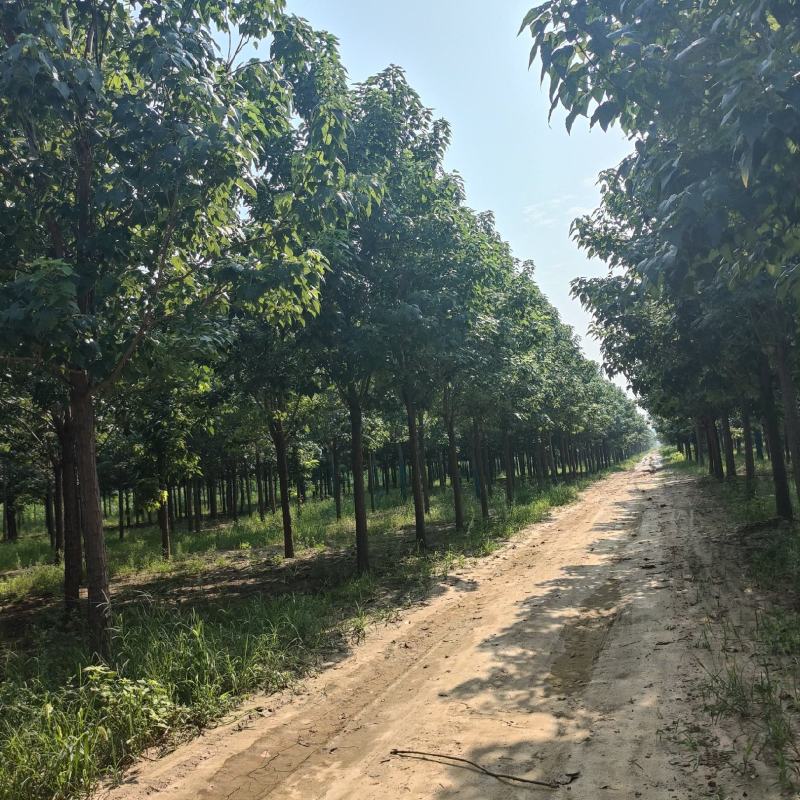 河北楸树，梓树基地！基地批发，15公分楸树，18公分楸树