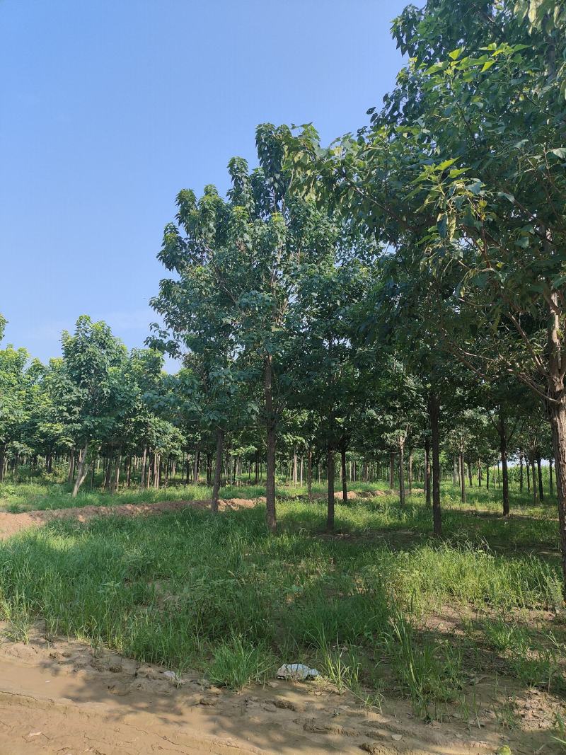 河北楸树，梓树基地！基地批发，15公分楸树，18公分楸树