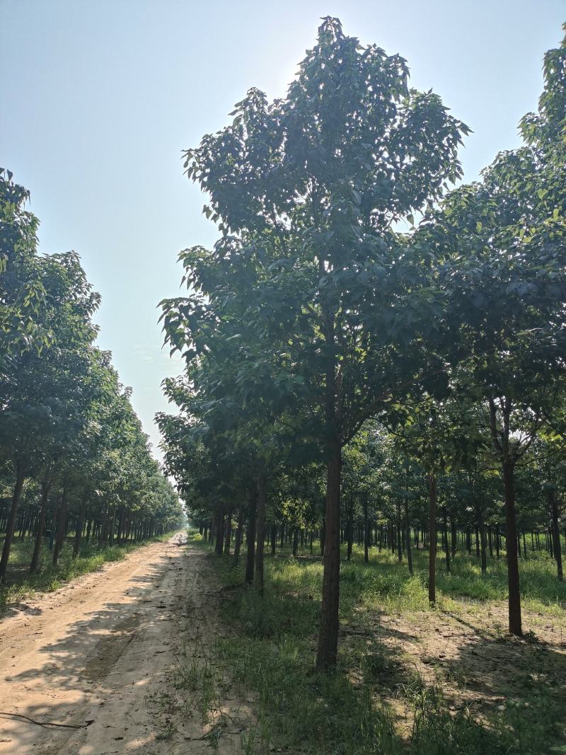 河北楸树，梓树基地！基地批发，15公分楸树，18公分楸树