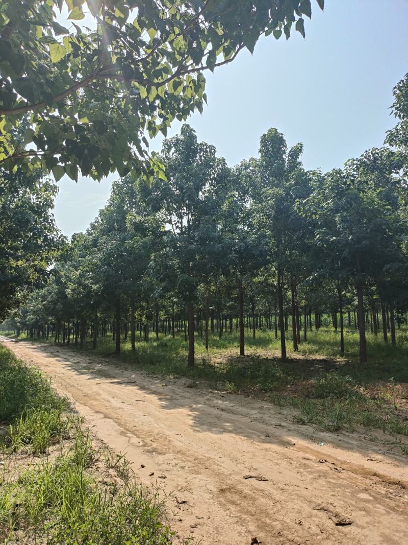 河北楸树，梓树基地！基地批发，15公分楸树，18公分楸树