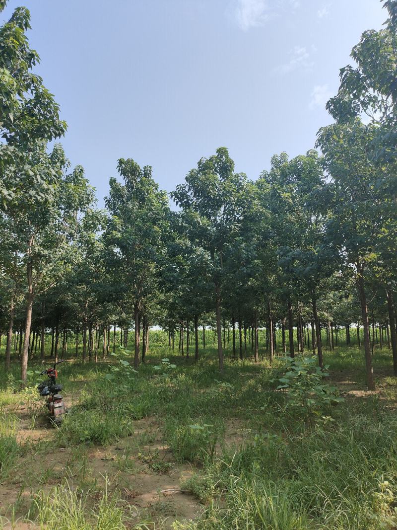 河北楸树，梓树基地！基地批发，15公分楸树，18公分楸树