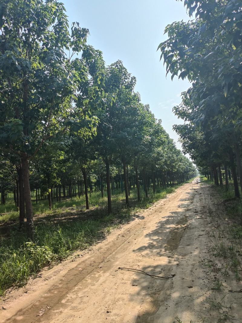 河北楸树，梓树基地！基地批发，15公分楸树，18公分楸树