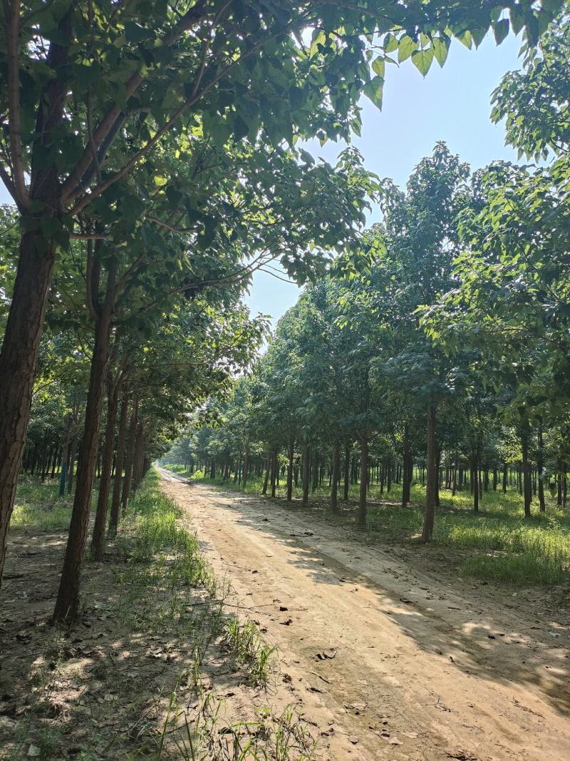 河北楸树，梓树基地！基地批发，15公分楸树，18公分楸树