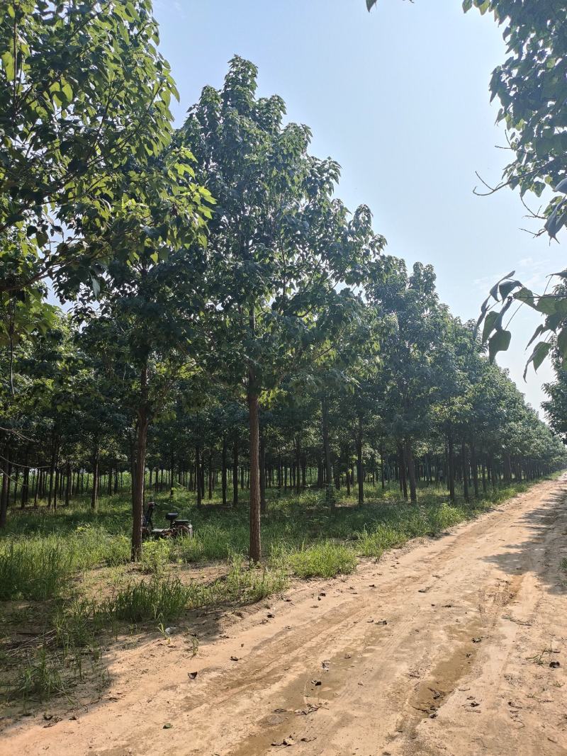河北楸树，梓树基地！基地批发，15公分楸树，18公分楸树