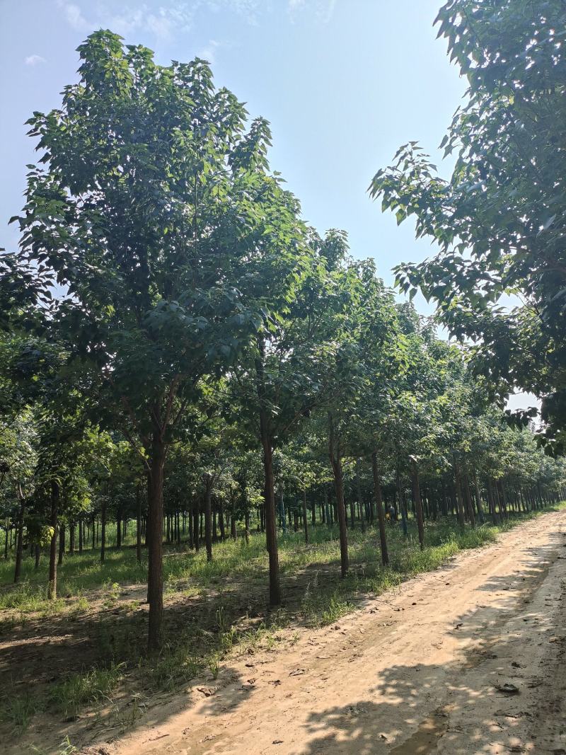河北楸树，梓树基地！基地批发，15公分楸树，18公分楸树