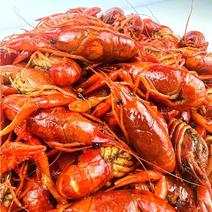 金伍海麻辣小龙虾，熟食批发，全国发货，开袋即食。
