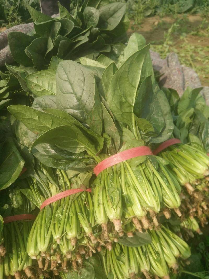 菠菜精品大叶菠菜大量上市规格齐全提供一条龙服务