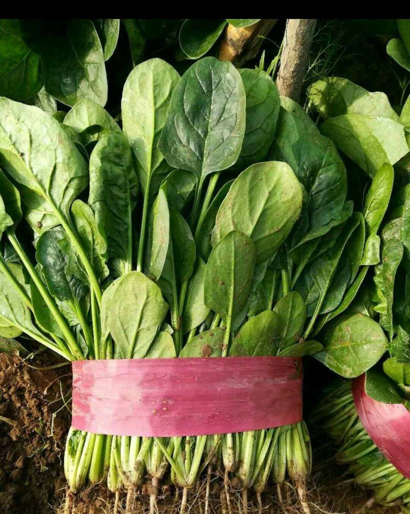 菠菜精品大叶菠菜大量上市规格齐全提供一条龙服务