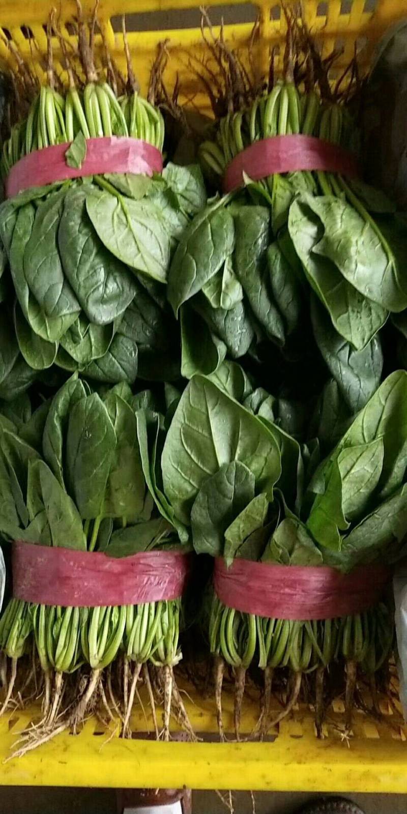 菠菜精品大叶菠菜大量上市规格齐全提供一条龙服务