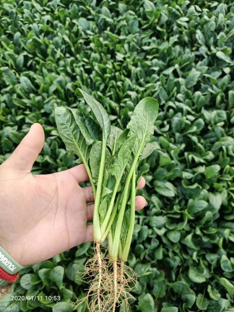 菠菜精品大叶菠菜大量上市规格齐全提供一条龙服务
