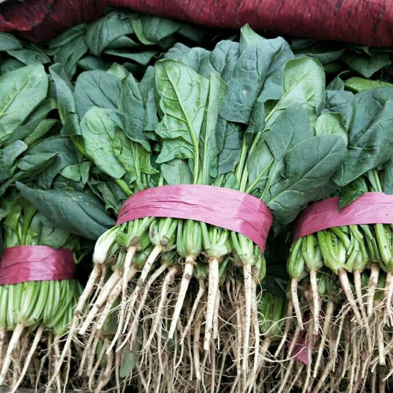 菠菜精品大叶菠菜大量上市规格齐全提供一条龙服务