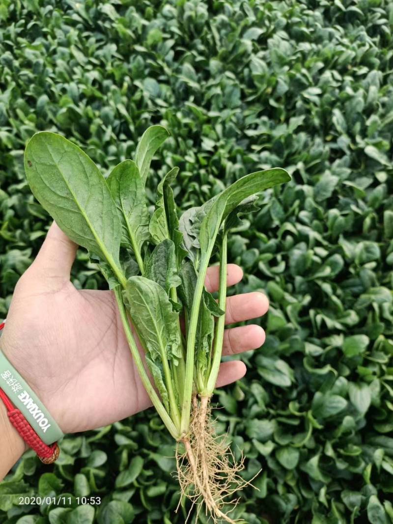 菠菜精品大叶菠菜大量上市规格齐全提供一条龙服务