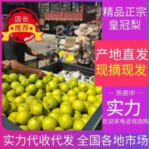 安徽精品皇冠梨现摘现发皮薄汁多口感翠甜按需包装产地直发