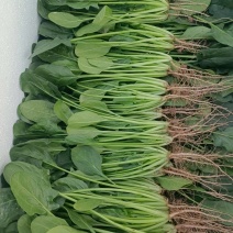 甘肃菠菜精品小叶菠菜大量上市货源稳定量大从优