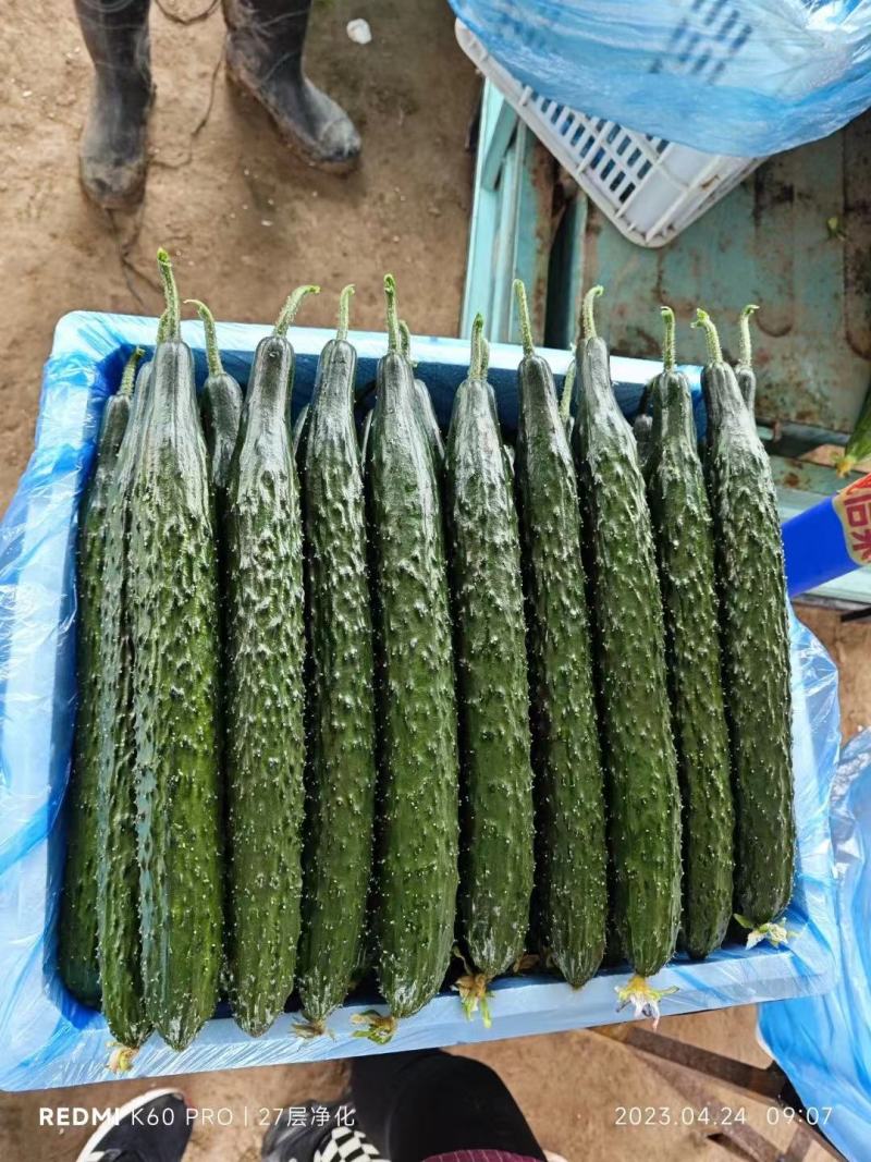 密刺黄瓜一级