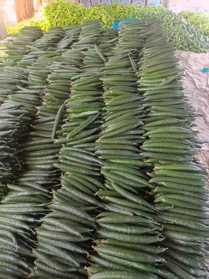 密刺黄瓜一级