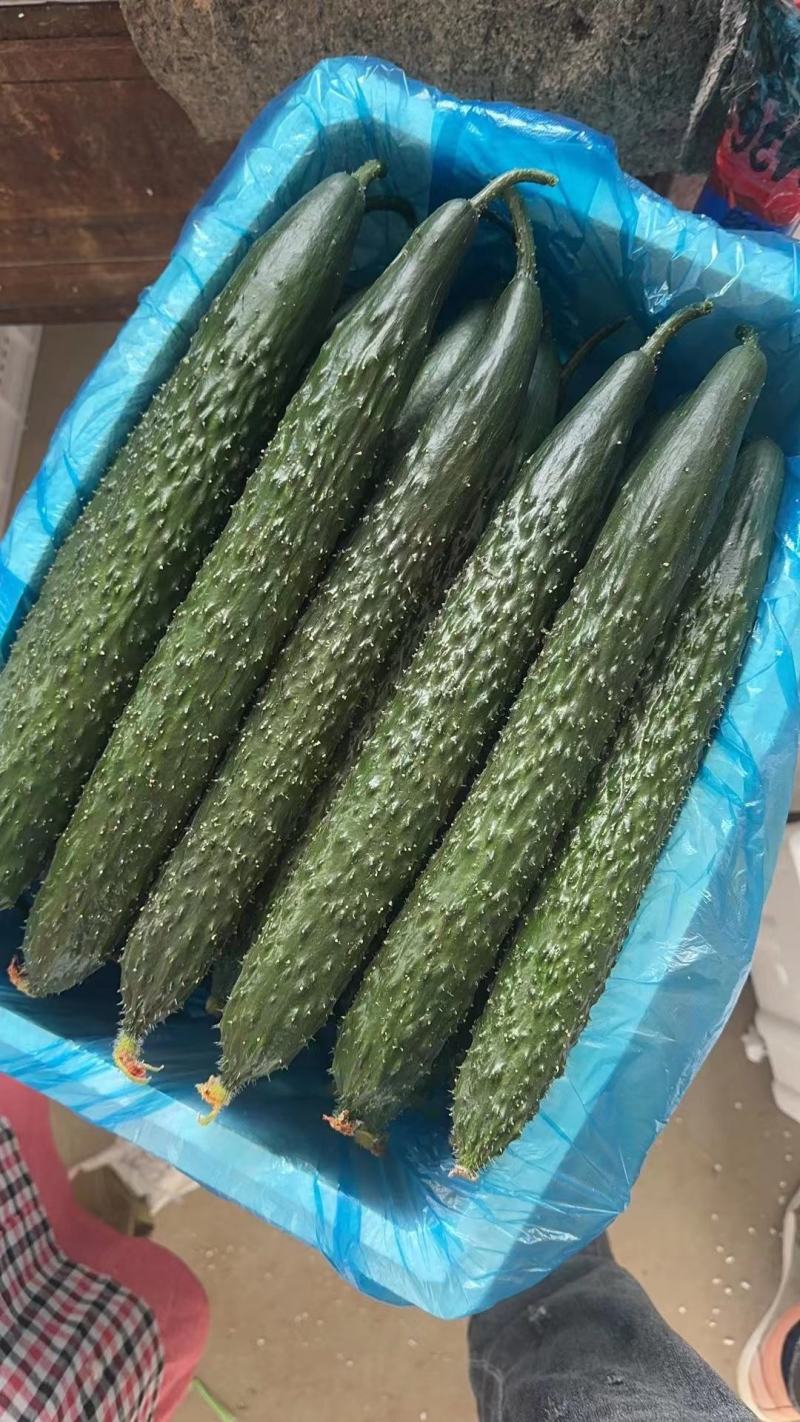 密刺黄瓜一级