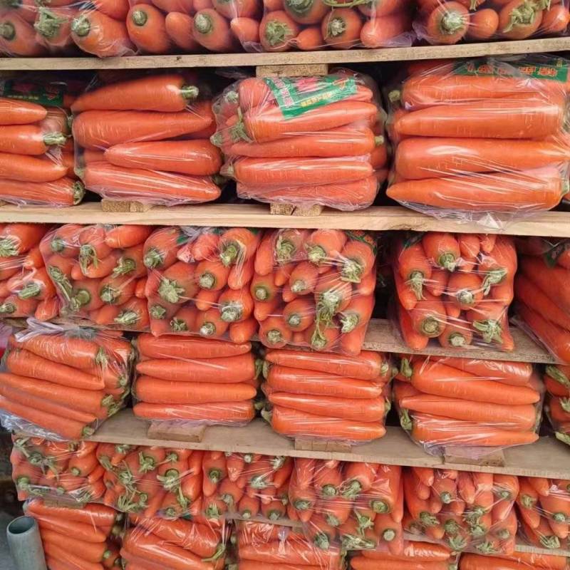 甘肃胡萝卜精品宏图3号胡萝卜大量上市量大从优