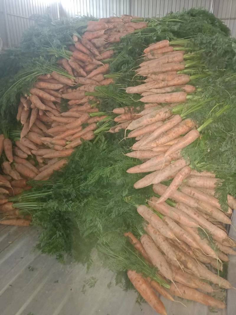 甘肃胡萝卜精品宏图3号胡萝卜大量上市量大从优