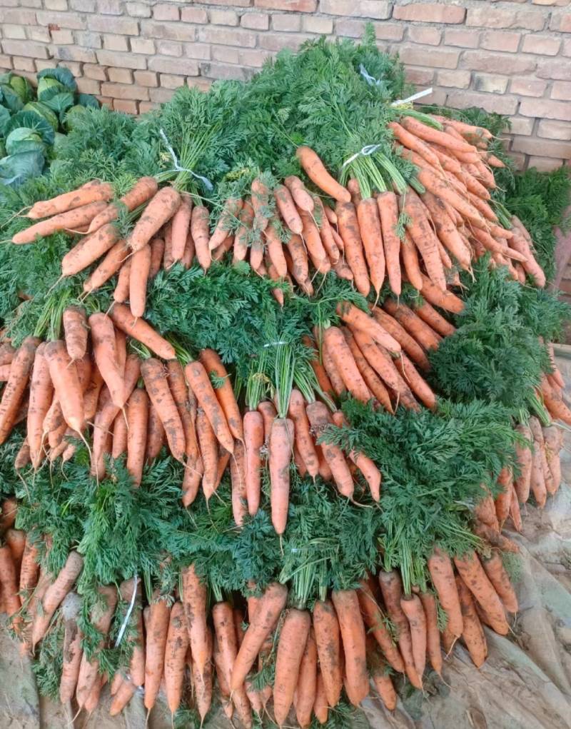 甘肃胡萝卜精品宏图3号胡萝卜大量上市量大从优