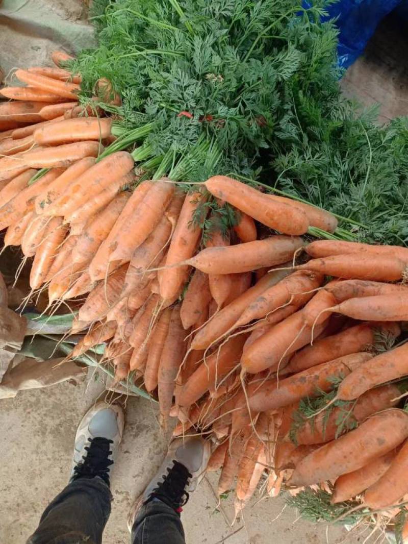 甘肃胡萝卜精品宏图3号胡萝卜大量上市量大从优