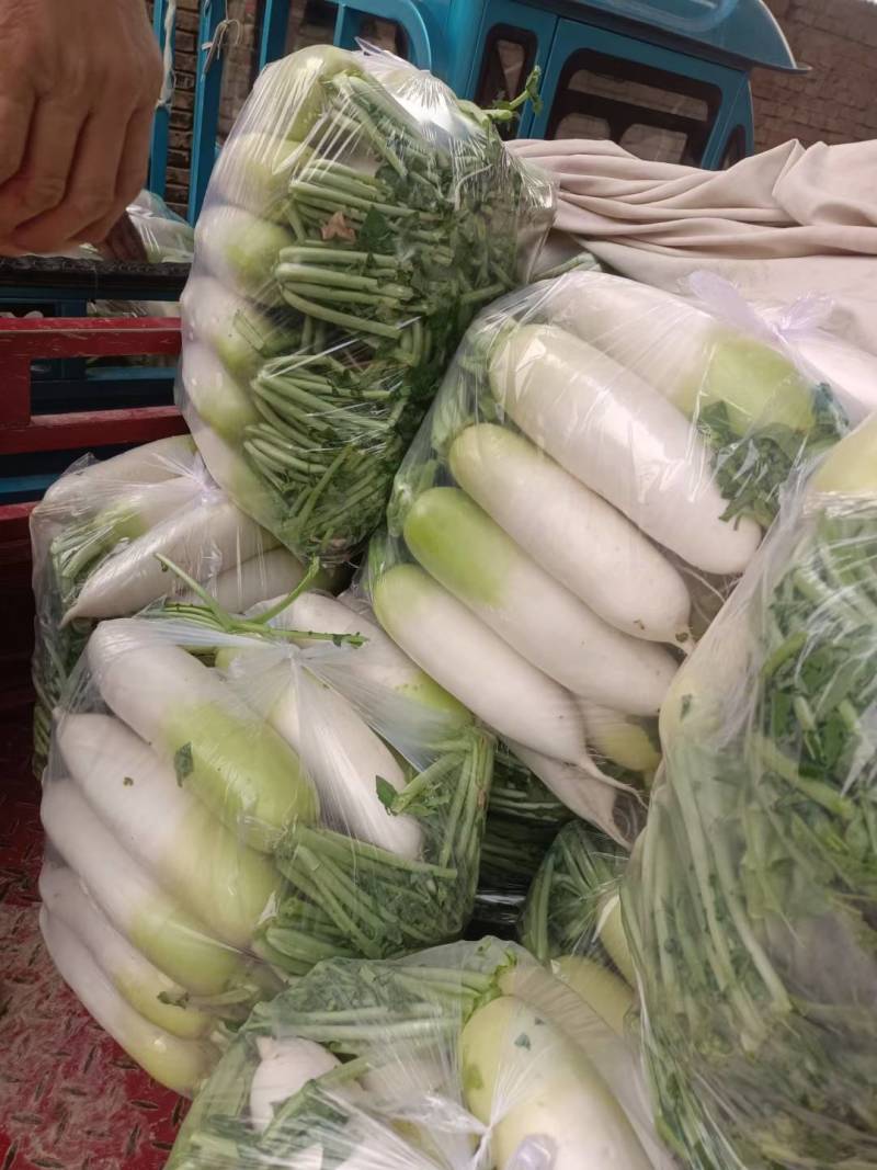 甘肃萝卜精品青萝卜大量上市诚信经营，欢迎咨询