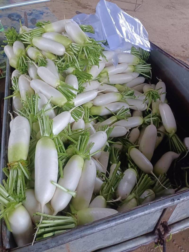 甘肃萝卜精品青萝卜大量上市诚信经营，欢迎咨询