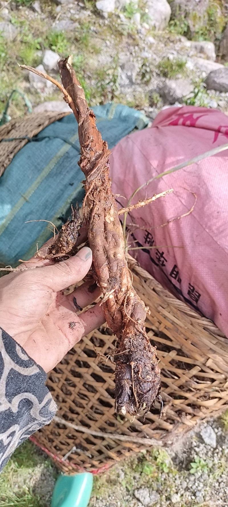 【热销中】云南防风产地直发货源充足欢迎咨询