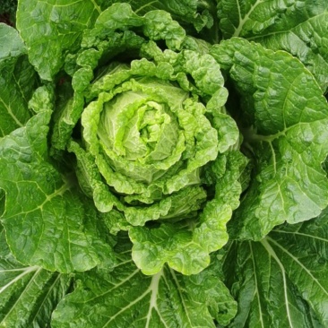 好白菜