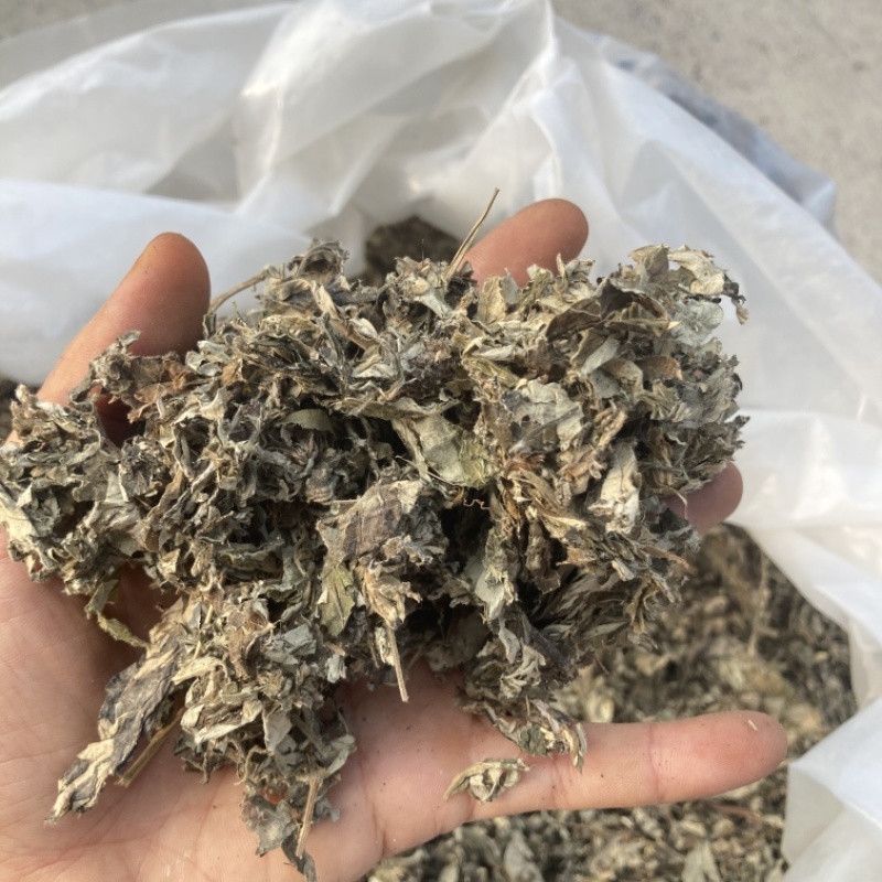 艾叶大艾叶4年以上的陈艾叶另经营其他药材可打粉
