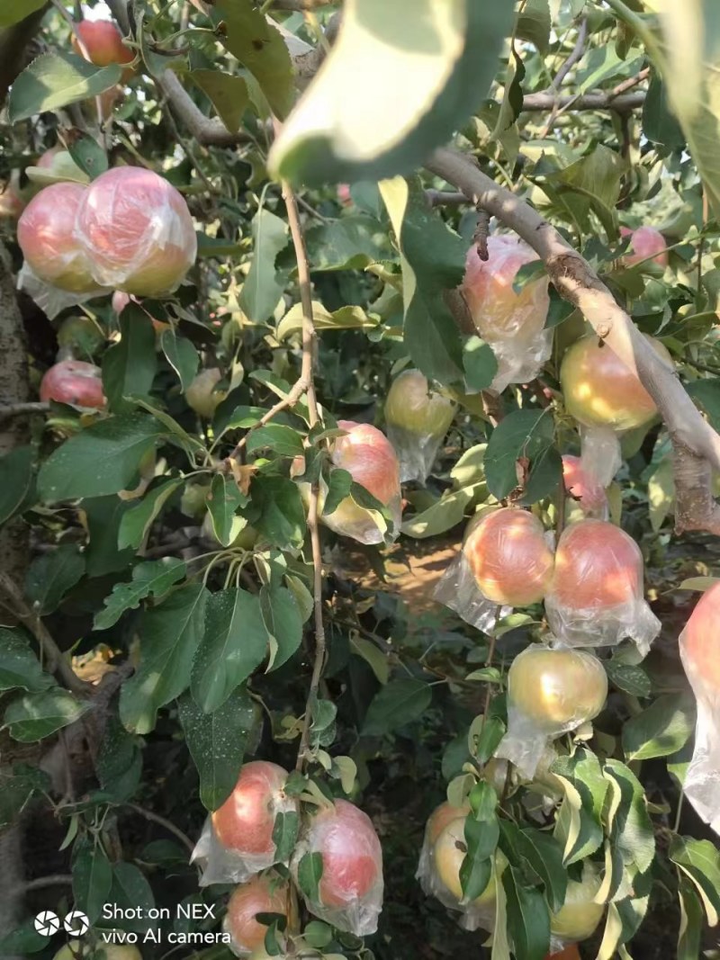 【实力】山东临沂沂水县红露苹果产地直发，果型好口感好，欢迎